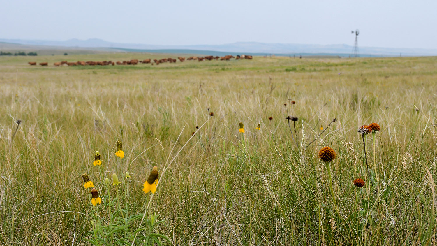Prairie grass and flowers with cattle in background