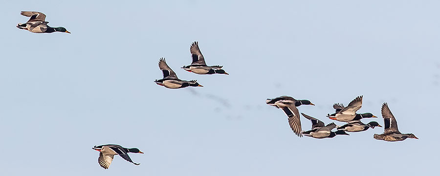 Group of mallards flying