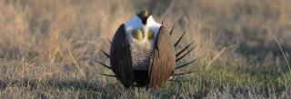 Greater sage grouse male displaying